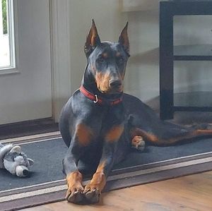 Meet your Posher, Jimmy e